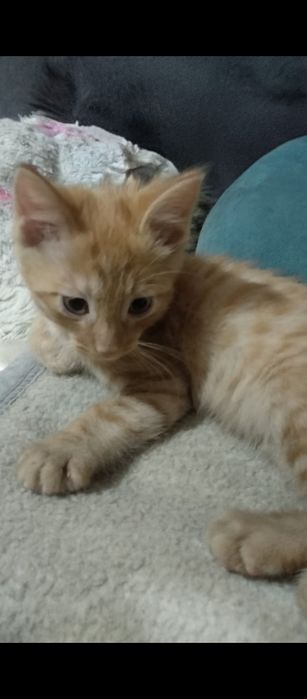 Котенок в добрые руки