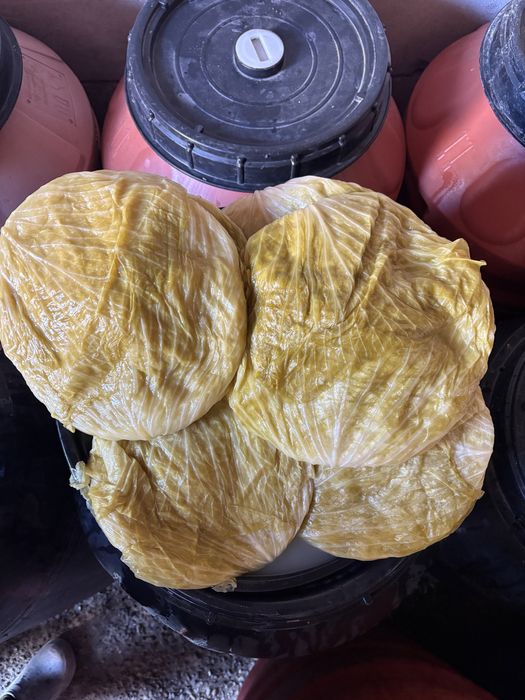 varza murata castraveti murati