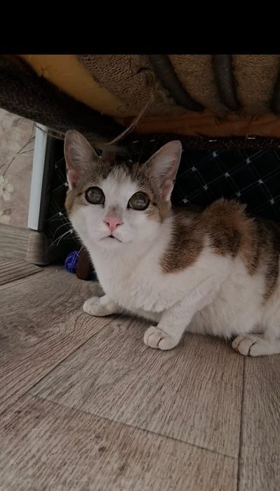 Кошечка Маргоша в добрые руки!