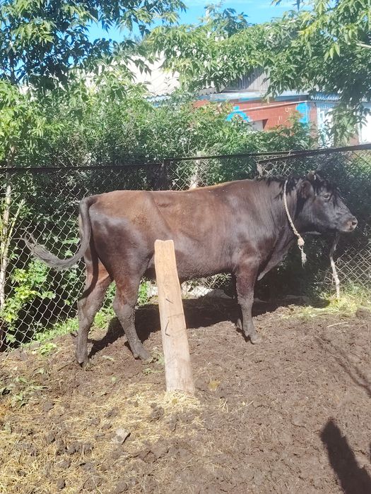 Продам быка 3г п. Силантьевка