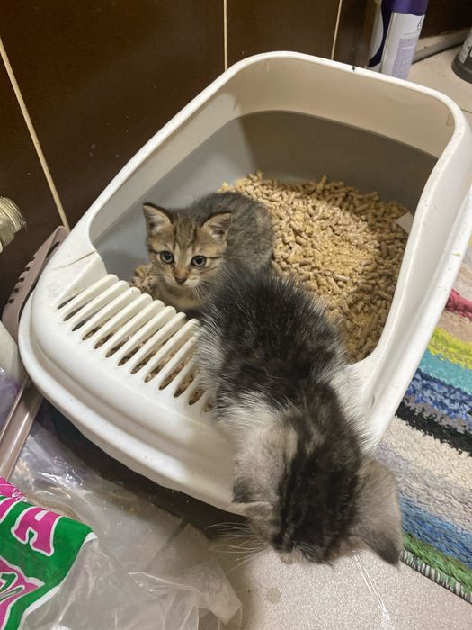 СРОЧНО котята ищут добрые руки