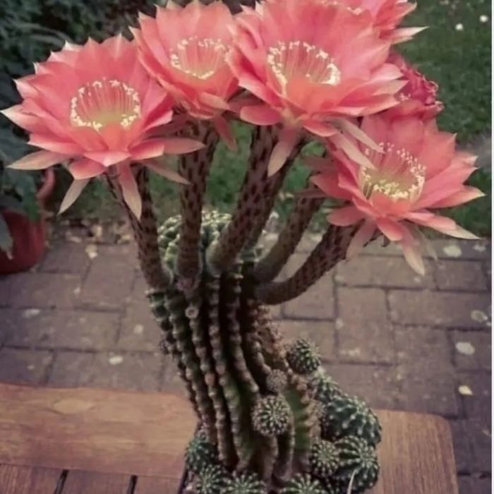 Цветы для офиса и дома от 500