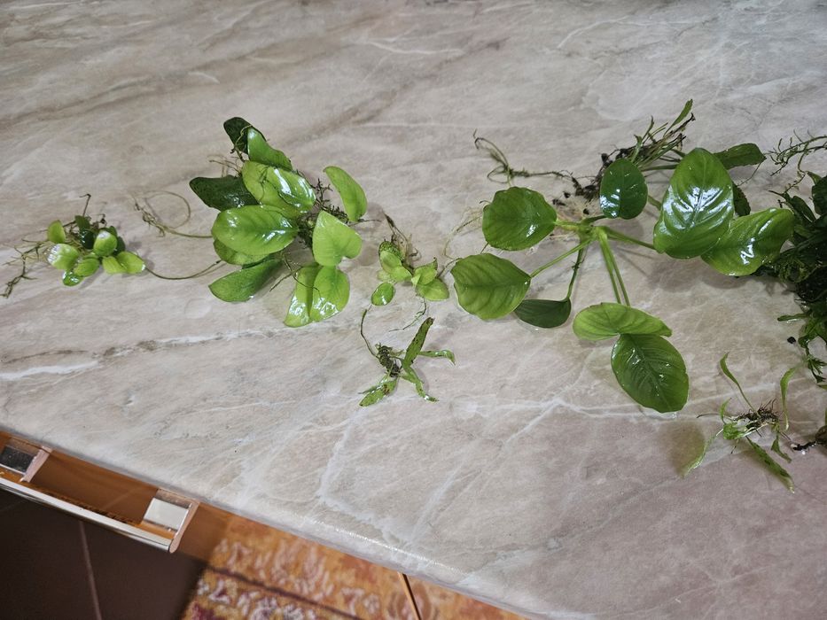 Plante acvariu, anubias plus altele.