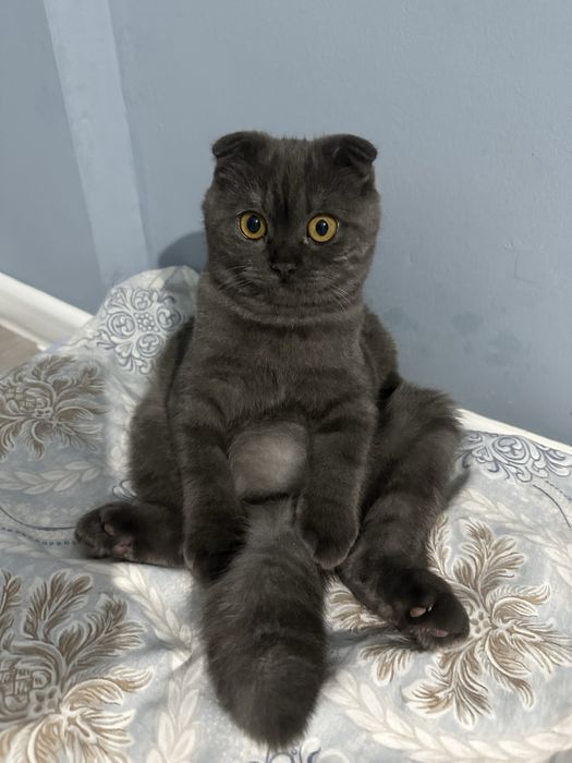 Шотландский мысык
