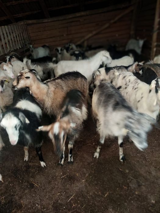 Vind sau schimb cu viței ințărcați