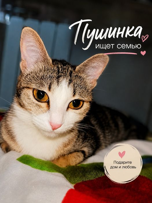 Котёнок подросток Пушинка.. ПРИВИТАЯ