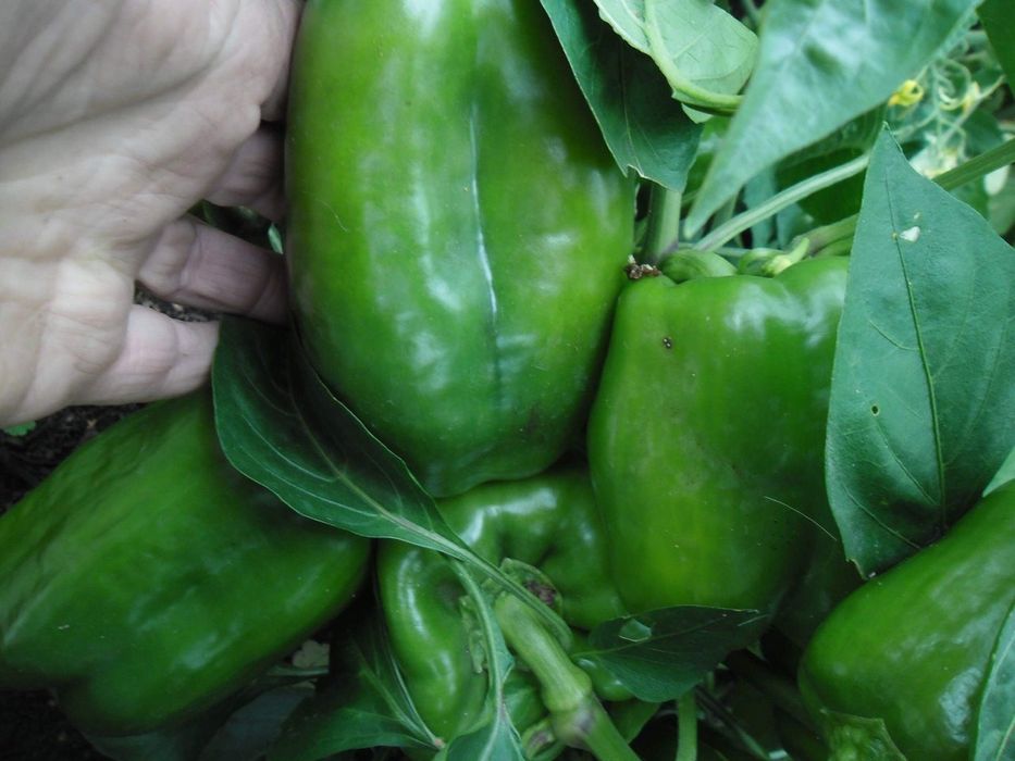 Продам дачу в СО ,, Горизонт,,