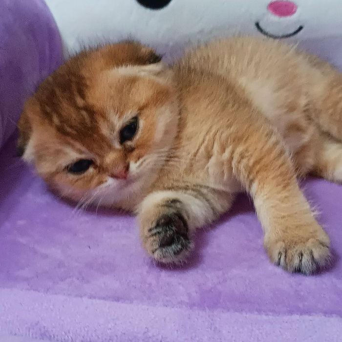 Золотая шиншилла, котенок мальчик Scottish Fold - 250 у.е.