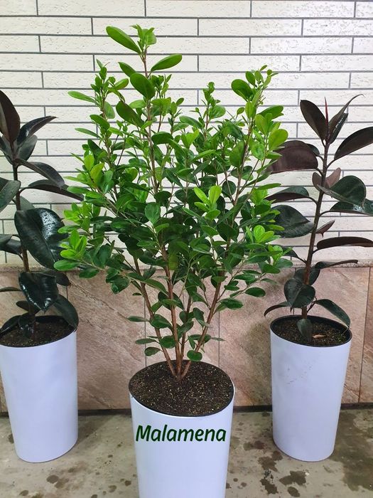 Xona va ofis  gullari