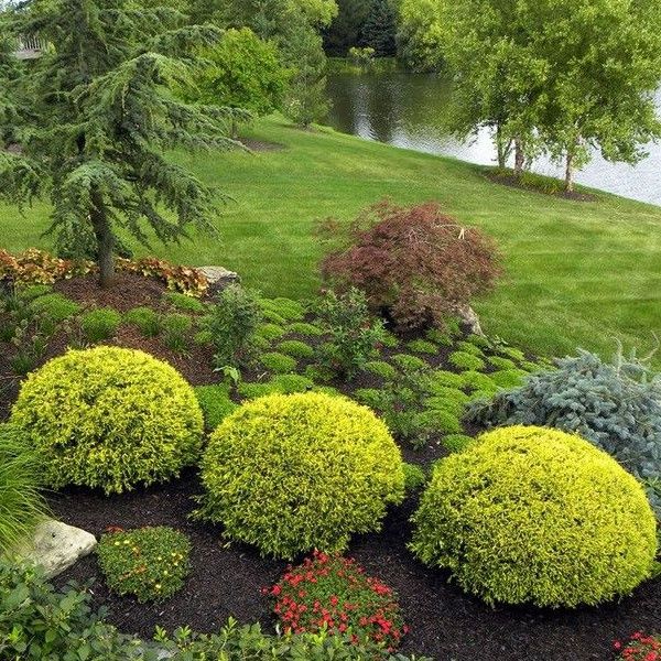 Туя Даника ауреа