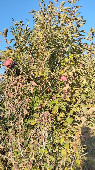 Саженцы яблони и груши