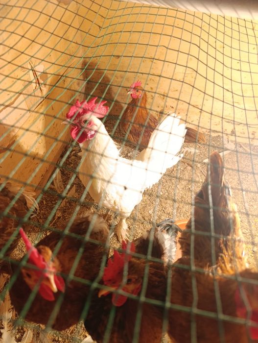 Yapon Tovuq Xorozlar sotladi