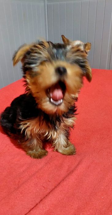 Yorkshire Terrier mini 5 luni