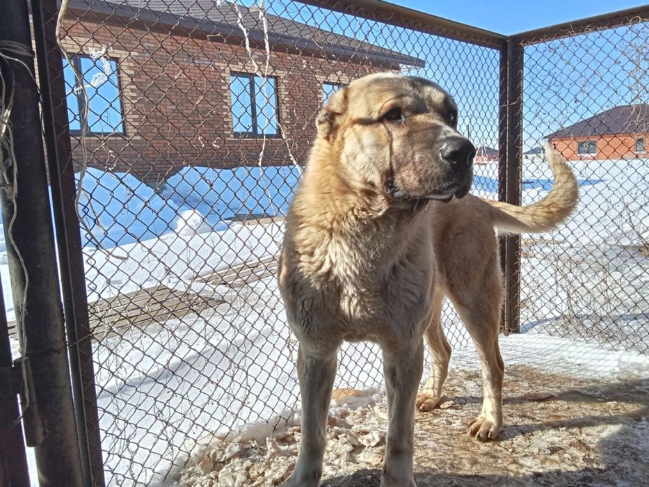Продам или меняю на скот