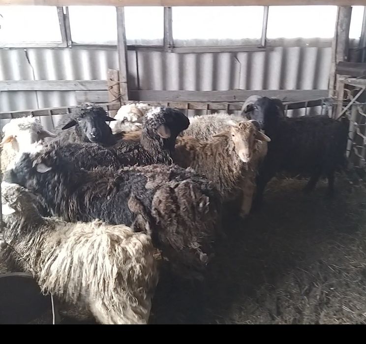 Продам с откорма овец