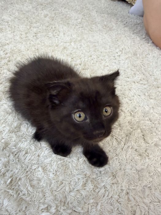 Котята и взрослая кошка