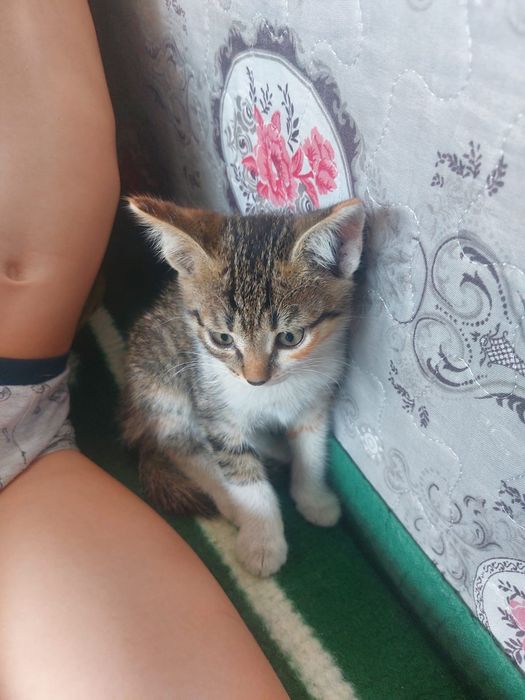 Отдам котенка (девочка )