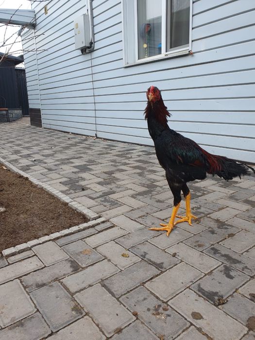 Петухи дакан бойцовые