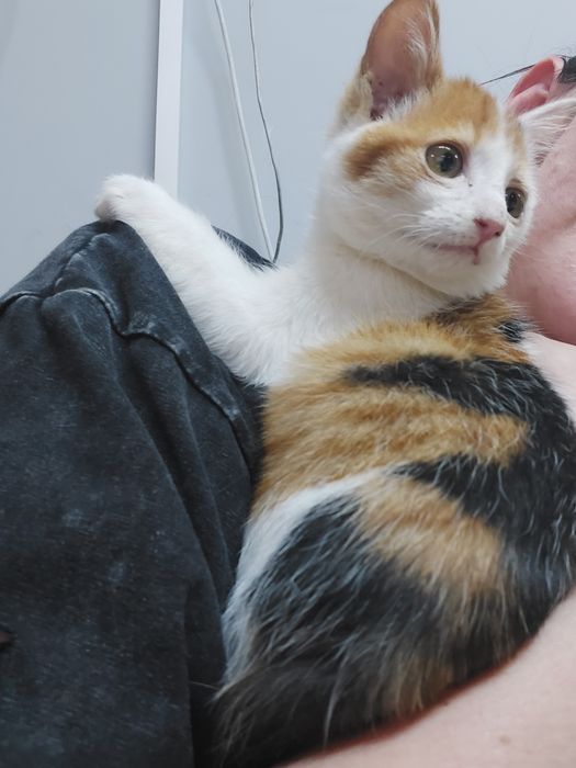 В хорошие руки котёнка
