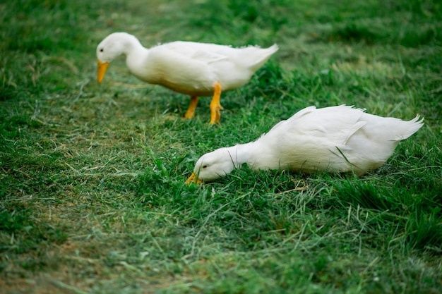 Oua de găină și rata