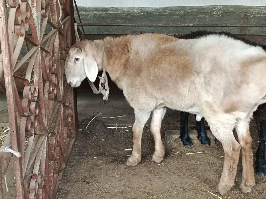 Zotga Qoʻchqorla sotiladi kg 90 ming sumdan