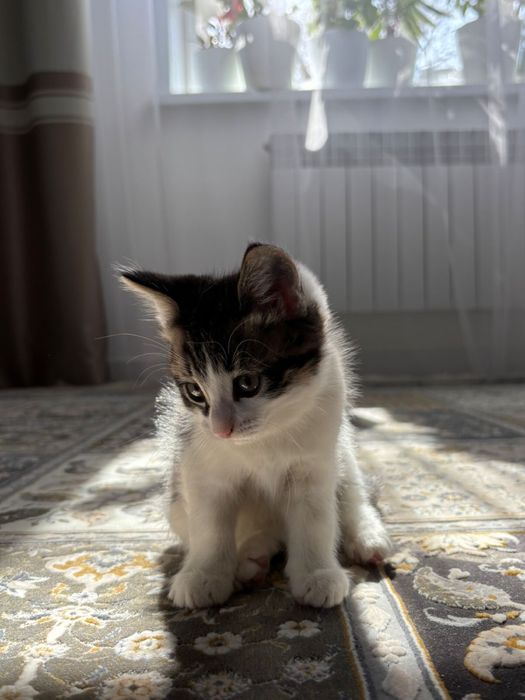 Отдам в хорошие руки