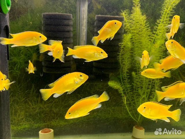 Лабидохромис еллоу