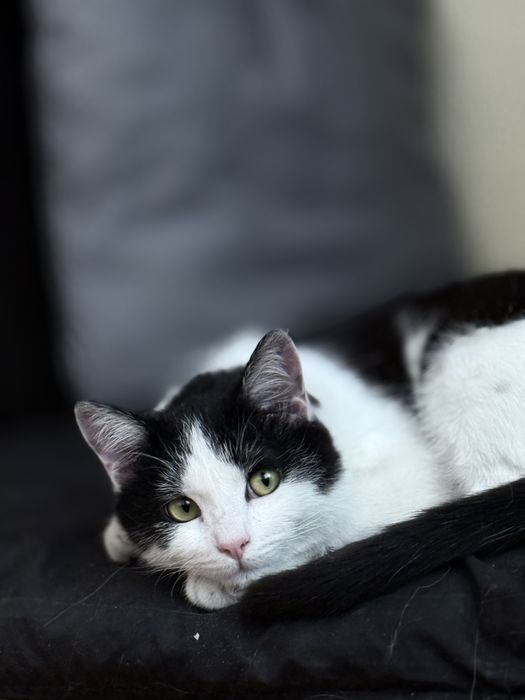 Отдам котика в добрые руки