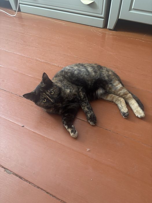 Отдам кошечку в хорошие руки