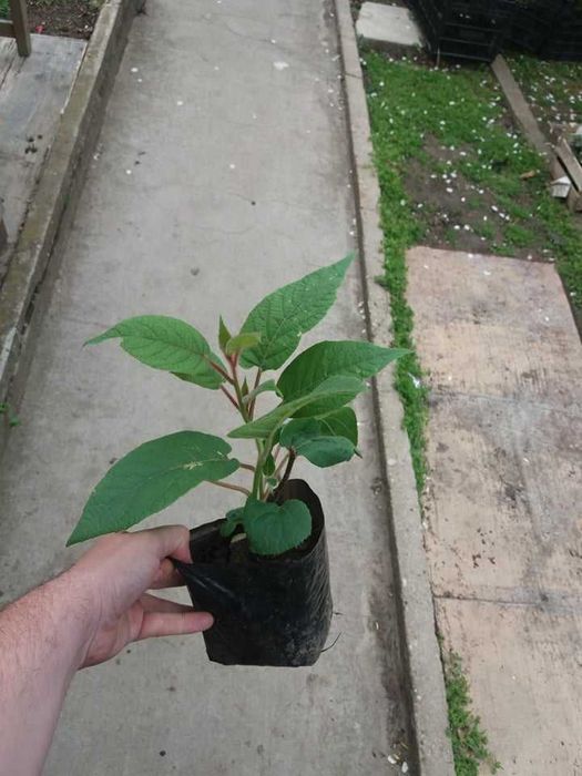 Киви – Разсад (Студоустойчиви сортове) - Налични 10 вида