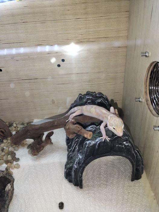 Продаю эублефаров