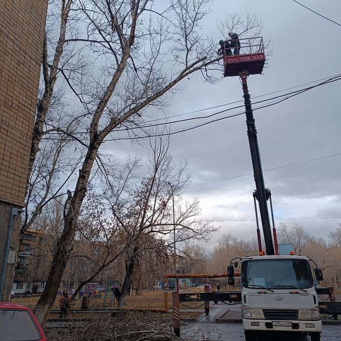 Спил деревьев спил дерева