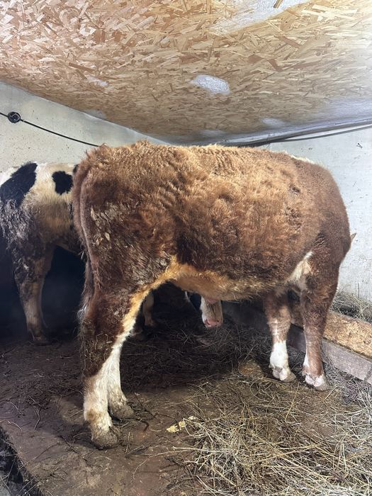 Молодняк на откорме