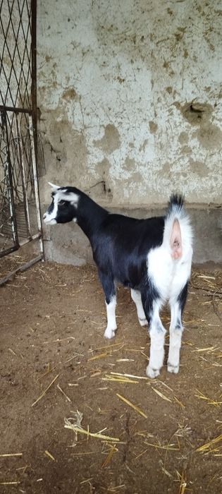 Зотли эчкимиз сотилади пули макул келса