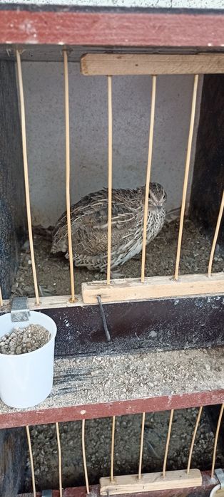 Итальянские перепелки бодене