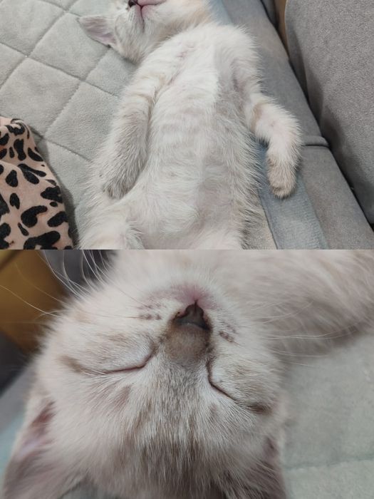 Отдам котят в добрые руки