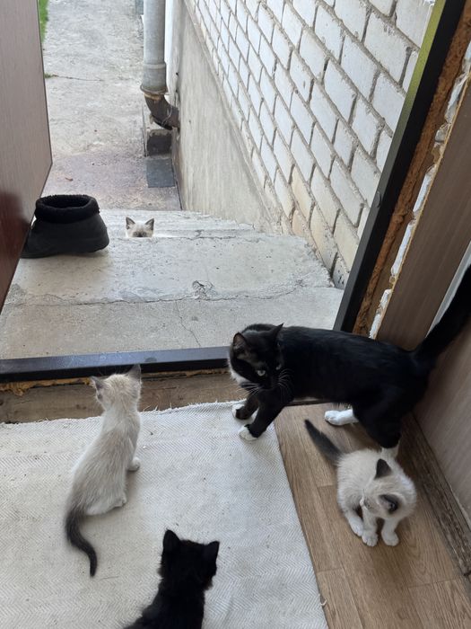 Котята в надежные руки