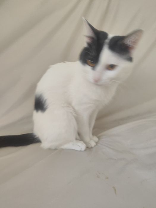 Отдам кошку в добрые руки