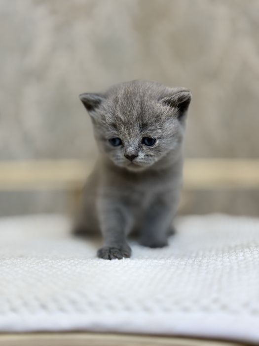 Britanskimedvejonki prodayotsa