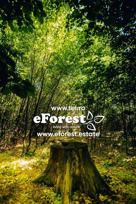 Loturi de la 720 mp, intre 2 paduri, eForest, acces asfaltat din DN1A