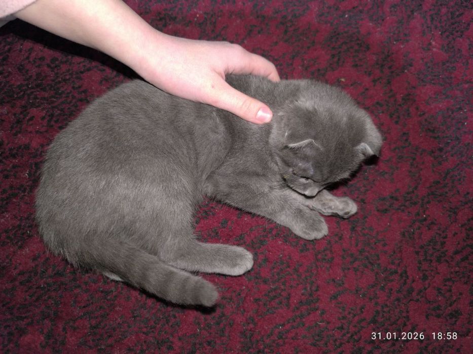 Скоттиш фолд мушуклари