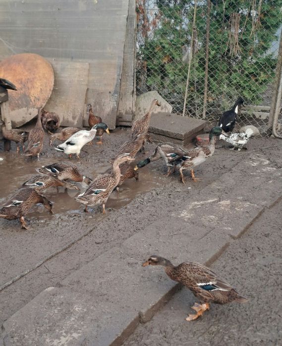 De vânzare rate indiene.