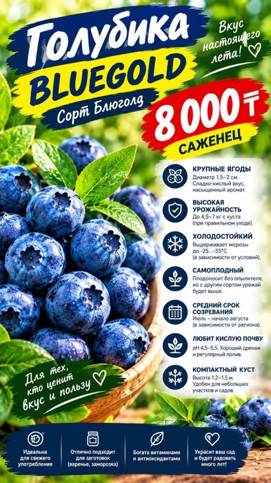Голубика саженцы