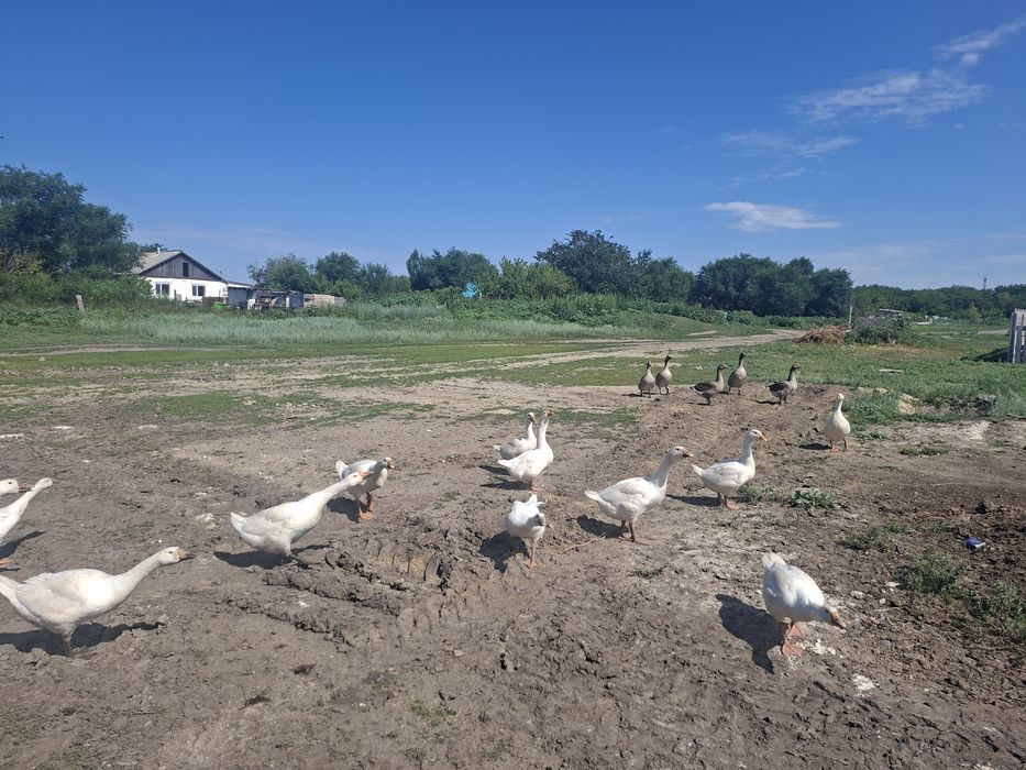Продаю гусей больше