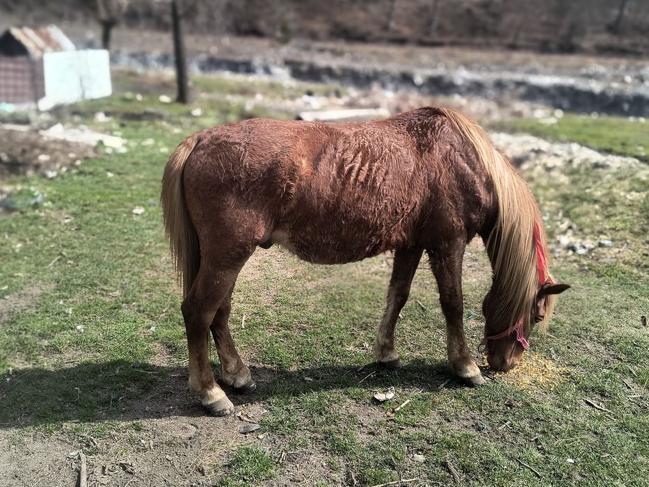 De vânzare cal castrat de 10 ani