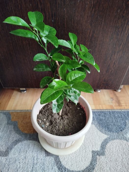 Продам мандариновое дерево