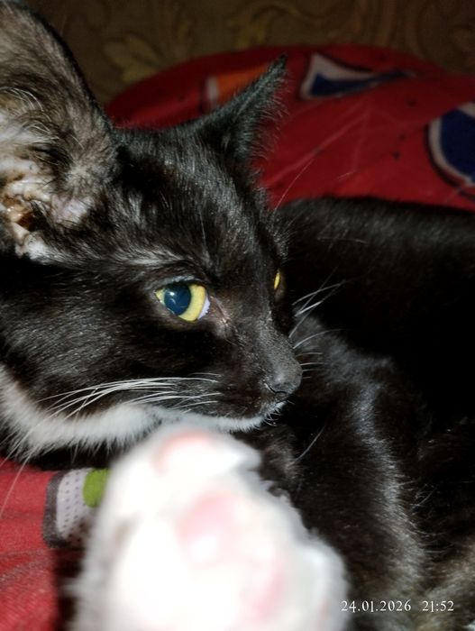 Отдам домашню кошечку