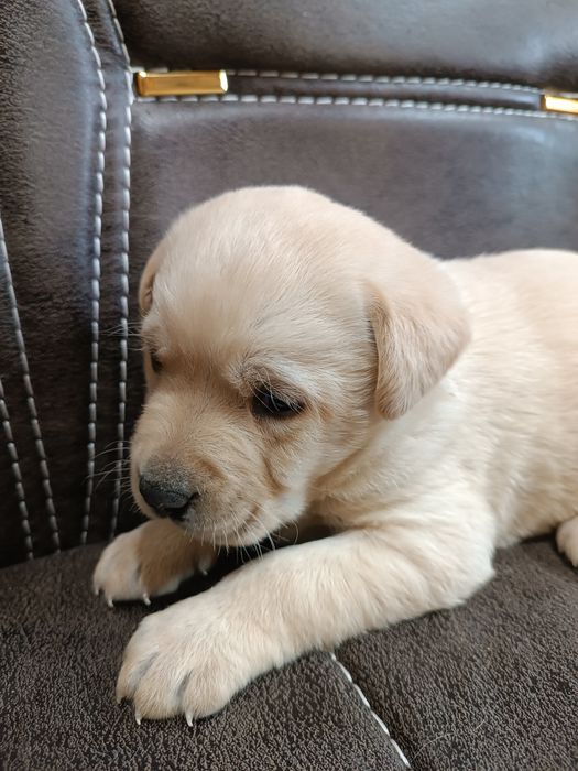 Щенок лабрадора.мальчик