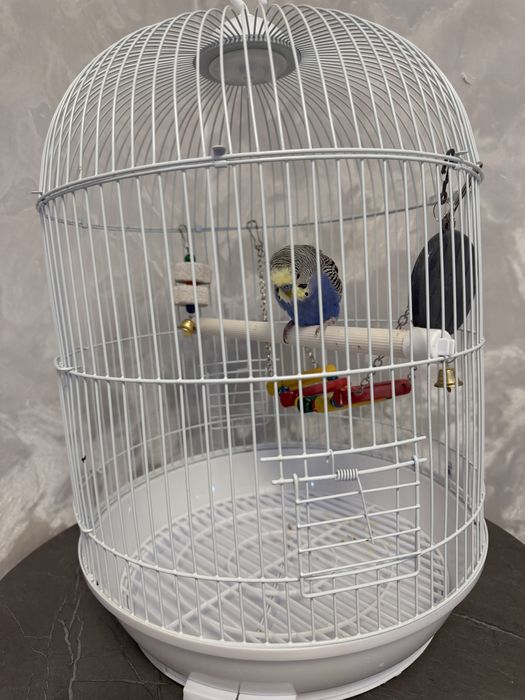 Продам попугая с клетокой