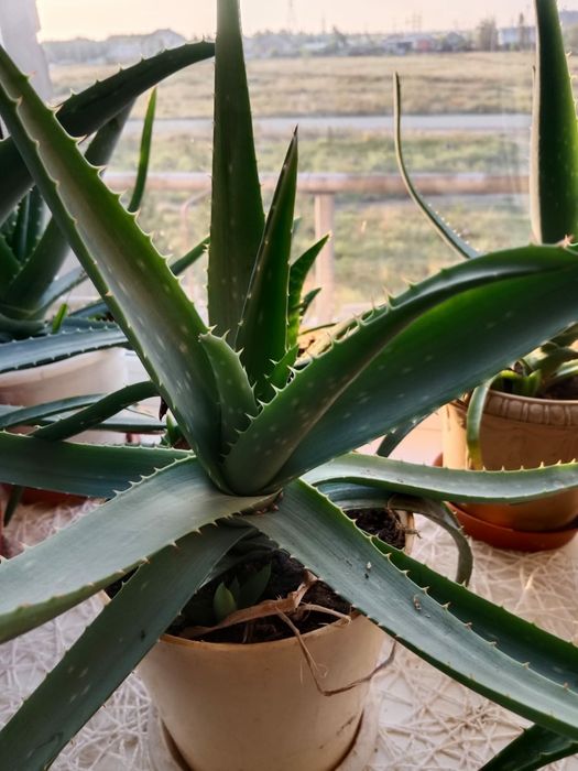 Продам алоэ Вера.